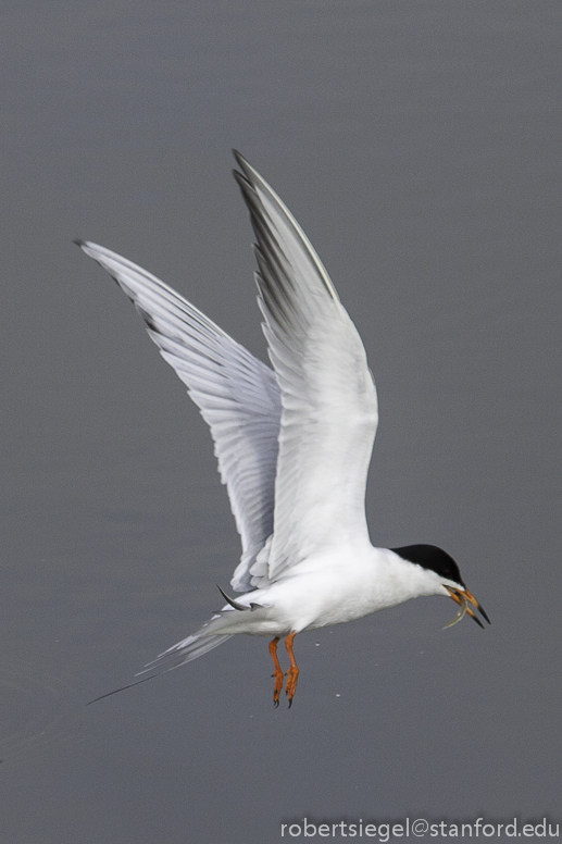 forster's tern